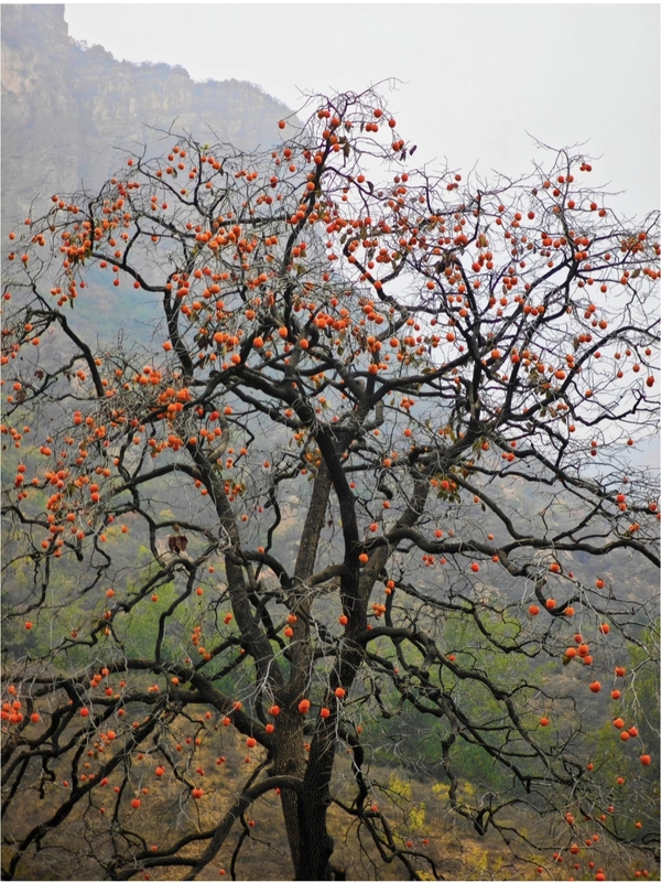 【11.1 照片】太行柿红映库蓝（汪精波）pp(1).jpg